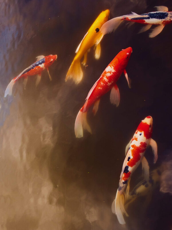Koi Drift - Yuky Lutz Studio Koi Drift - Yuky Lutz Studio