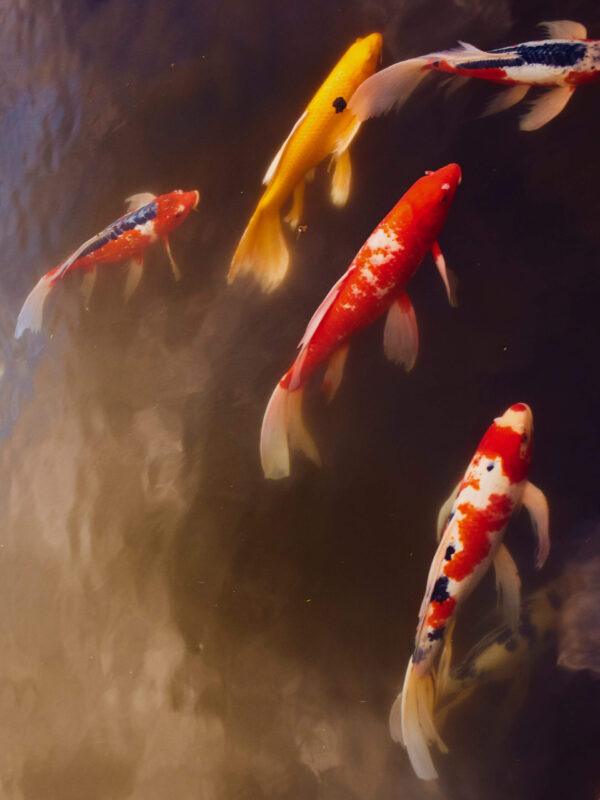 Koi Drift - Yuky Lutz Studio